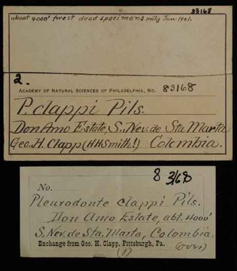 Labyrinthus clappi (Pilsbry, 1901) Labyrinthus clappi (Pilsbry, 1901)