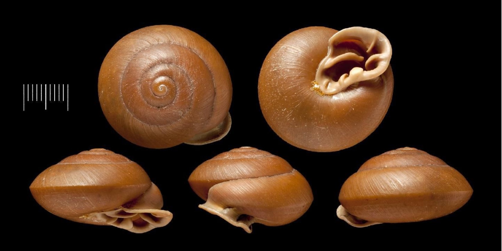 Labyrinthus clappi (Pilsbry, 1901) Labyrinthus clappi (Pilsbry, 1901)