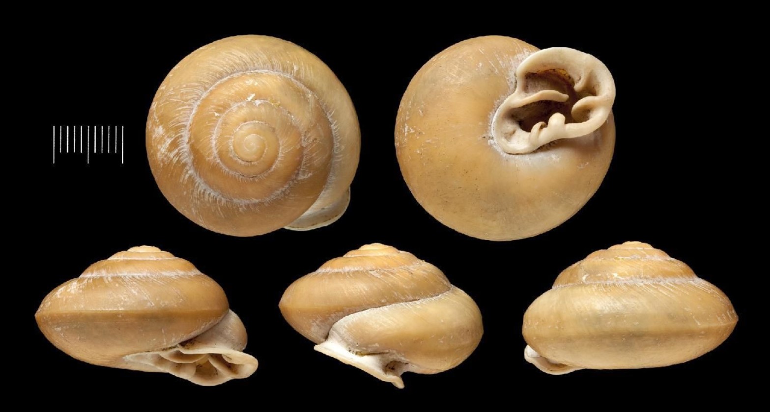 Labyrinthus clappi (Pilsbry, 1901) Labyrinthus clappi (Pilsbry, 1901)