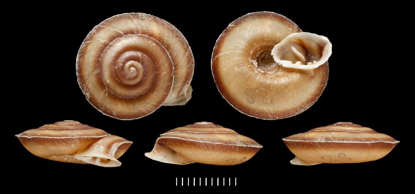 Labyrinthus dunkeri (Reeve, 1852) NHMUK Labyrinthus dunkeri (Reeve, 1852) NHMUK