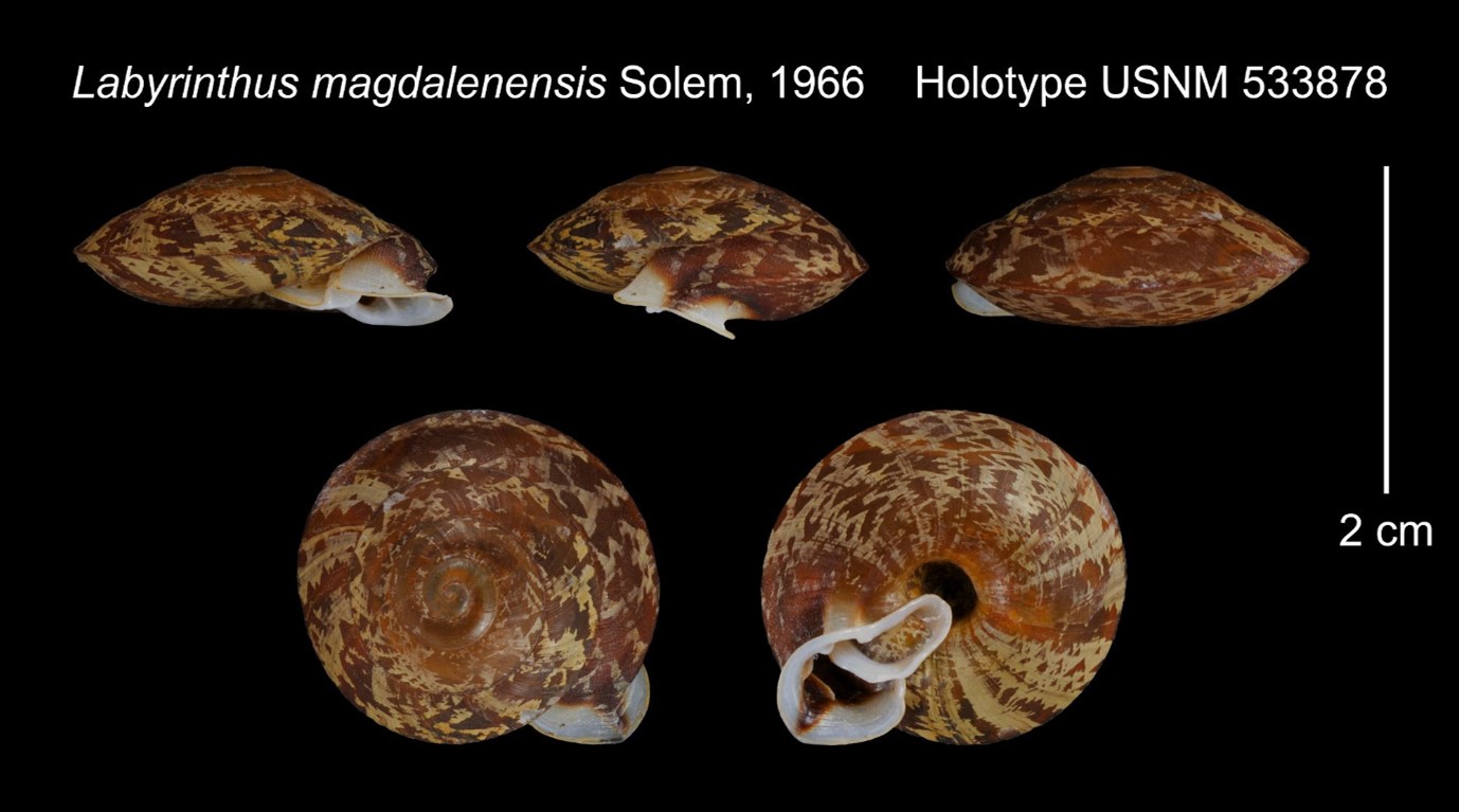 Labyrinthus magdalenensis Solem, 1966 Labyrinthus magdalenensis Solem, 1966