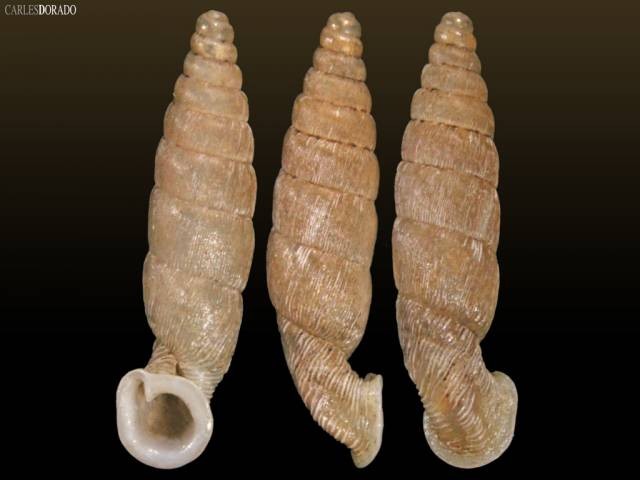 Leuconenia leucostoma (Neubert & H. Nordsieck, 2005) Leuconenia leucostoma (Neubert & H. Nordsieck, 2005)