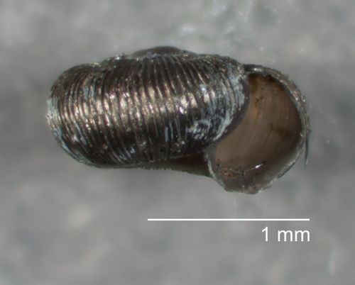 Lilloiconcha aysensis Miquel & G. M. Barker, 2009 Lilloiconcha aysensis Miquel & G. M. Barker, 2009