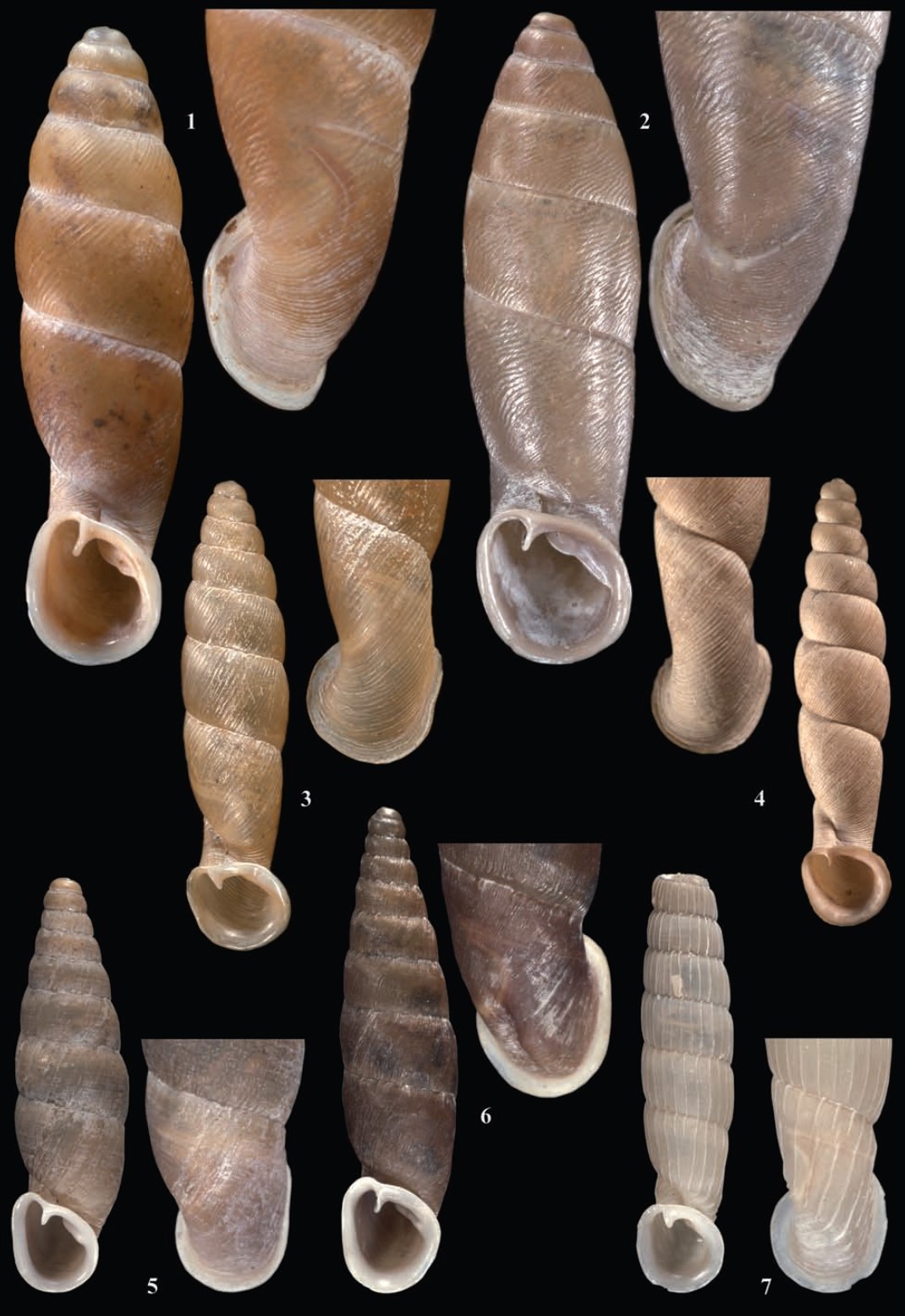 Cyclonenia gibber Neubert & H. Nordsieck, 2005 Cyclonenia gibber Neubert & H. Nordsieck, 2005