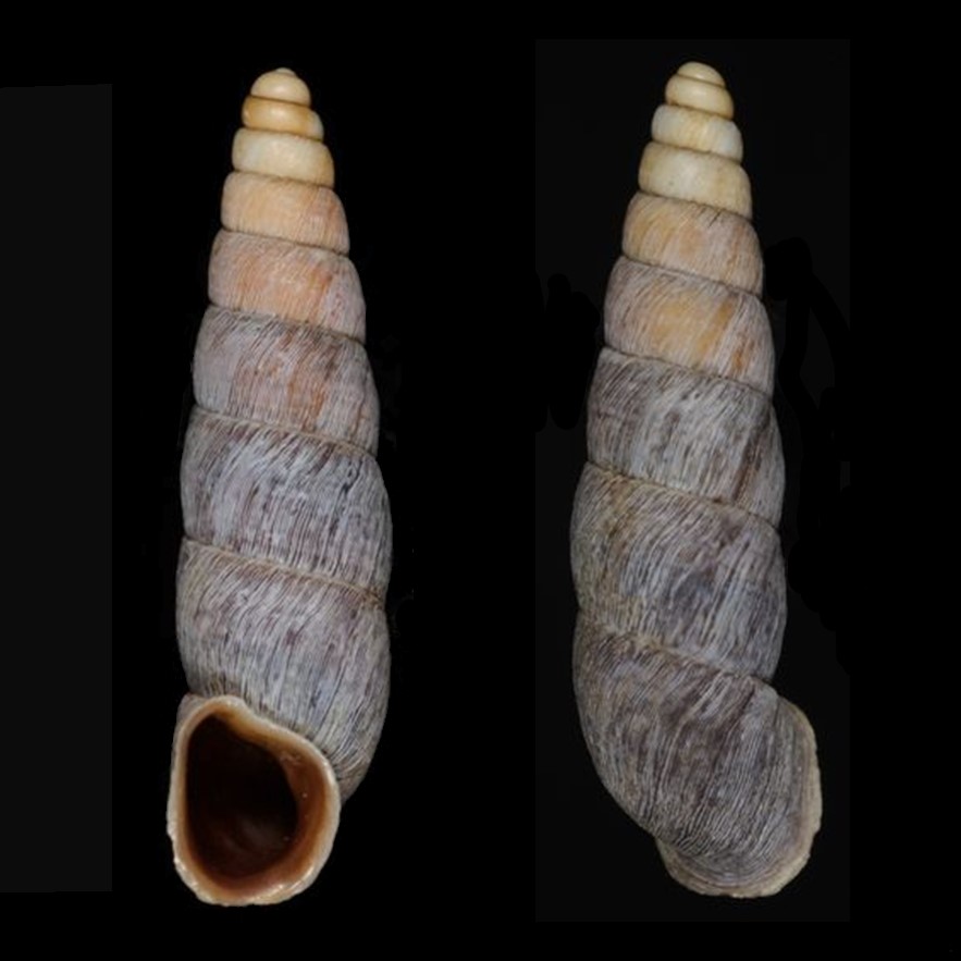 <i>Parabalea bicolor</i> (Pilsbry, 1949)