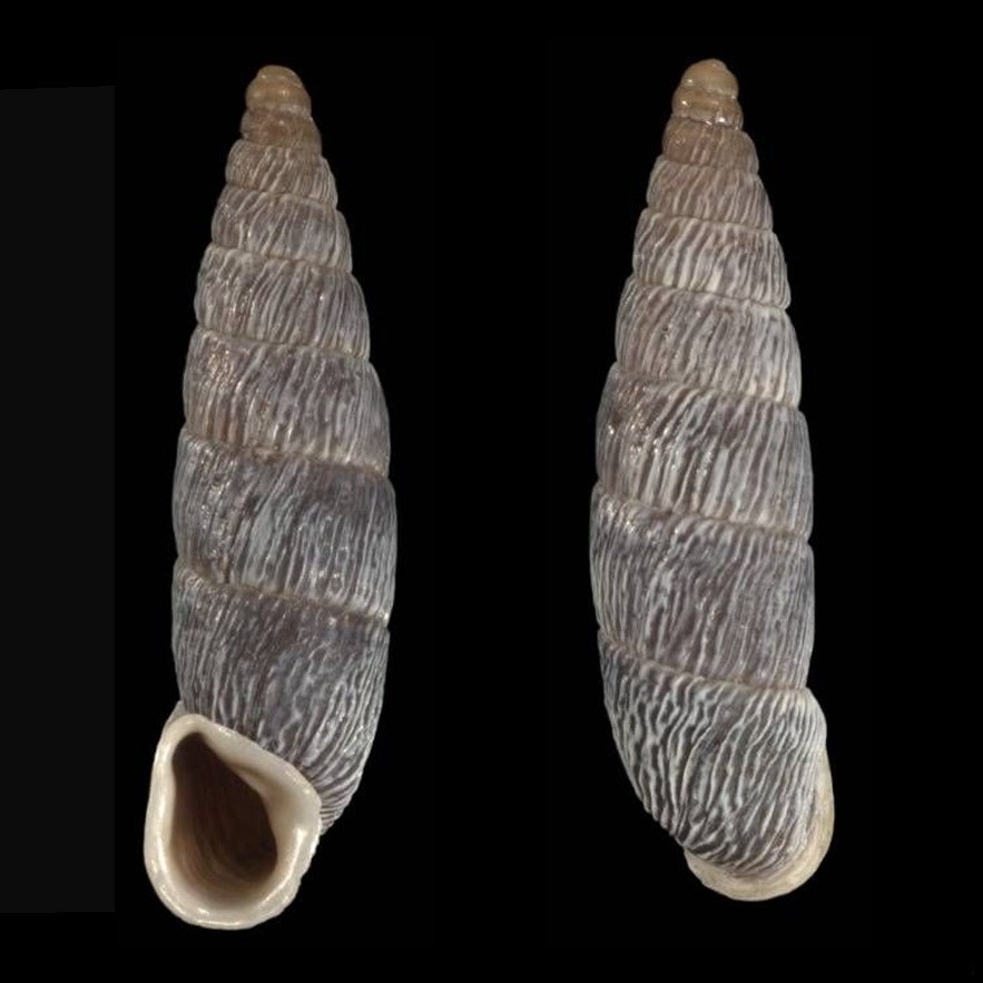 <i>Parabalea bicolor</i> (Pilsbry, 1949)