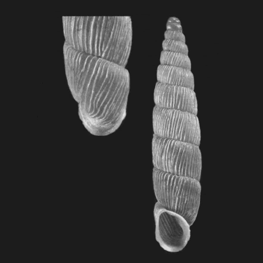 HOLOTYPE de Parabalea pilsbryi perfectecostata, UF268871, Peru, Ancash HOLOTYPE de Parabalea pilsbryi perfectecostata, UF268871, Peru, Ancash
