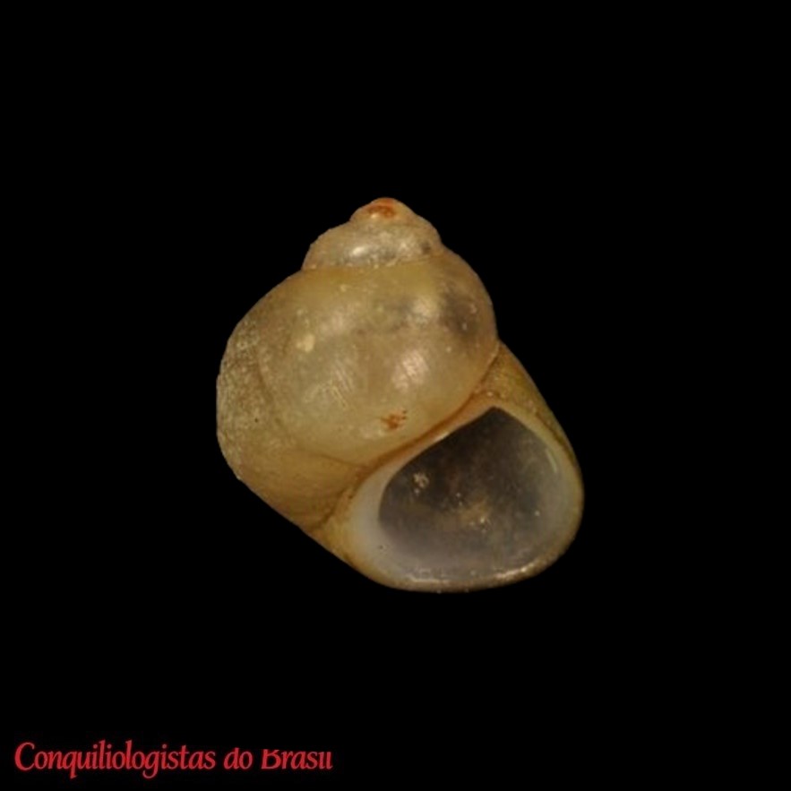Potamolithus agapetus Pilsbry, 1911