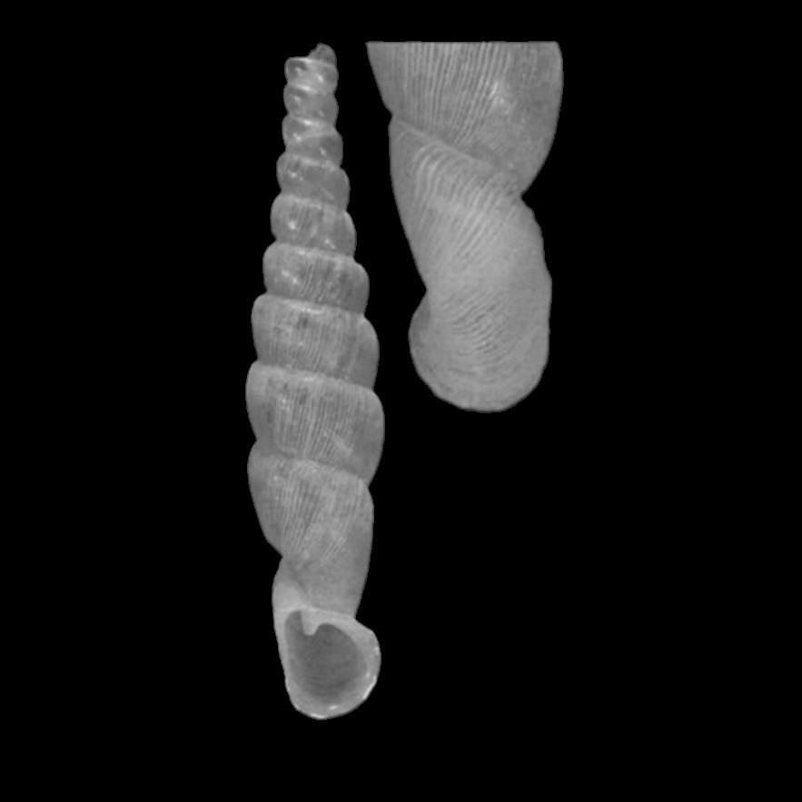 Pseudogracilinenia huallagana amoena Neubert & H. Nordsieck, 2005 Pseudogracilinenia huallagana amoena Neubert & H. Nordsieck, 2005