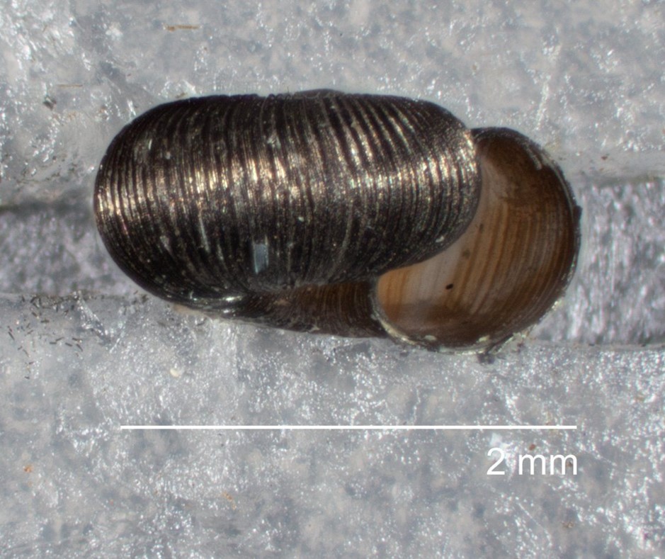 Charopatagonia villarricensis (Miquel & G. M. Barker, 2009) Charopatagonia villarricensis (Miquel & G. M. Barker, 2009)