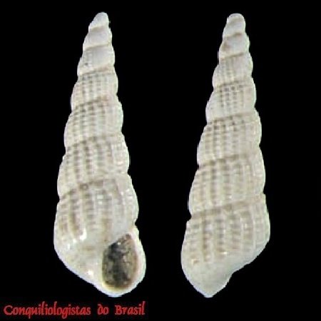 Turbonilla macaensis Pimenta & Absalão, 2001
