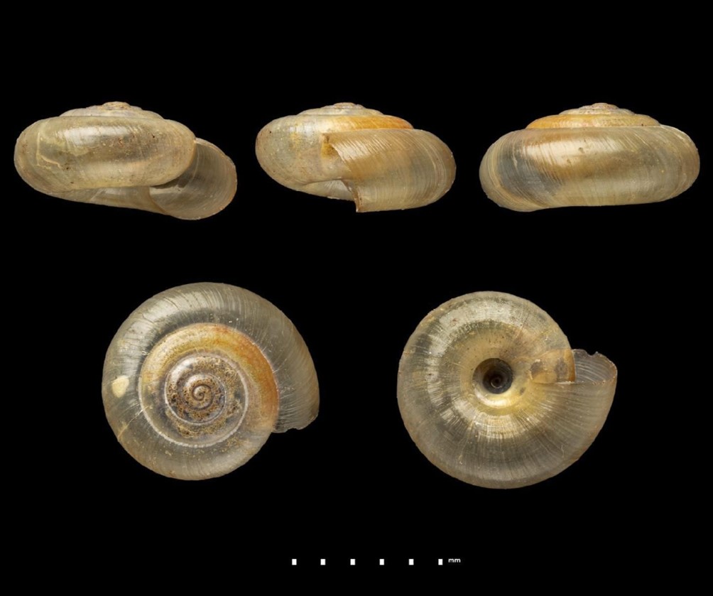 Scolodonta pucayaensis (Preston, 1914) NEW NAME Ammonoceras rosenbergiana Preston, 1914 Scolodonta pucayaensis (Preston, 1914) NEW NAME Ammonoceras rosenbergiana Preston, 1914