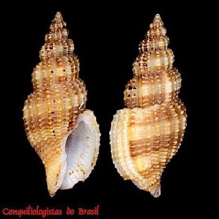 Antillophos oxyglyptus