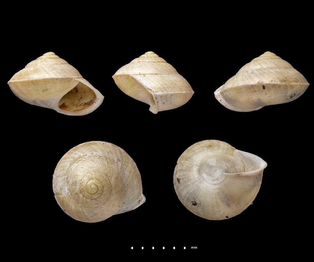 Concentrica syngenes (Preston, 1914) OR Helicina syngenes Preston, 1914 Concentrica syngenes (Preston, 1914) OR Helicina syngenes Preston, 1914