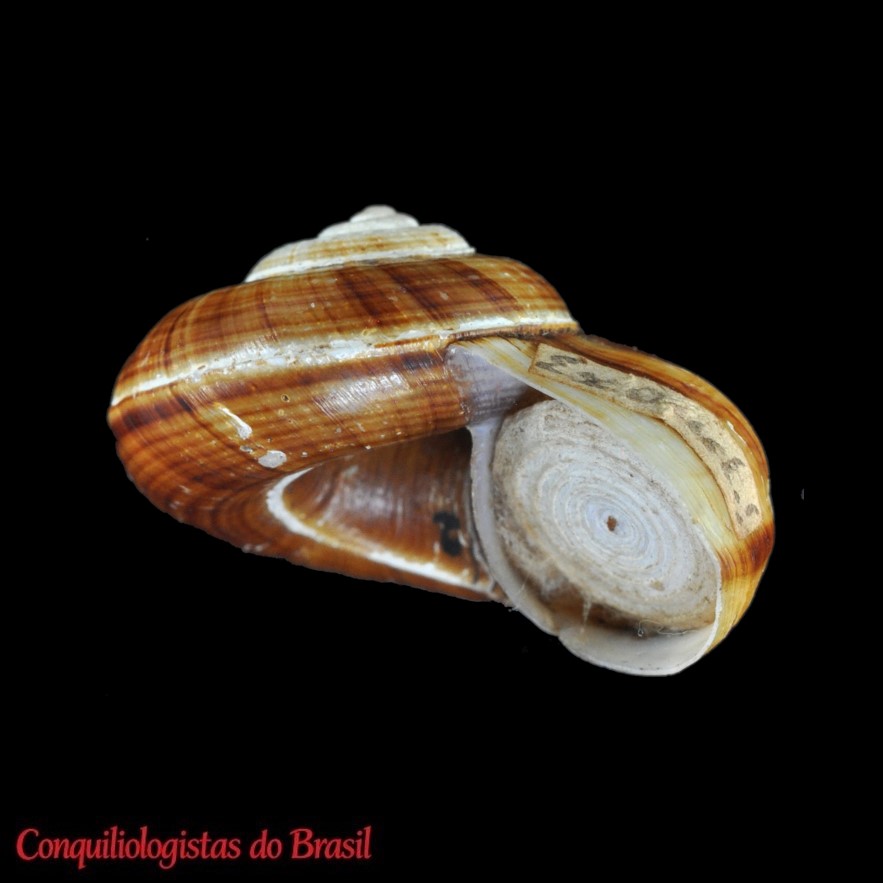 Lagocyclus crosseanus (Hidalgo, 1866)