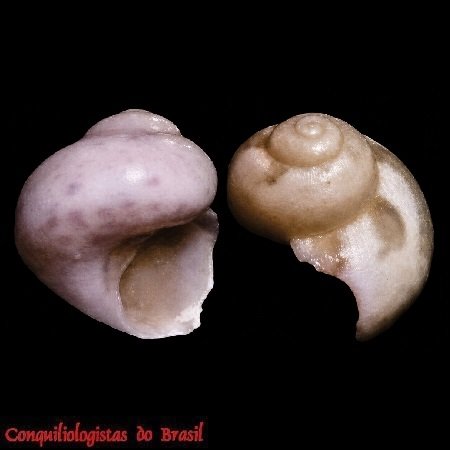 Gabrielona sulcifera R. Robertson, 1973