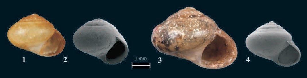 Helicina ochsneri Dall, 1917 Helicina ochsneri Dall, 1917