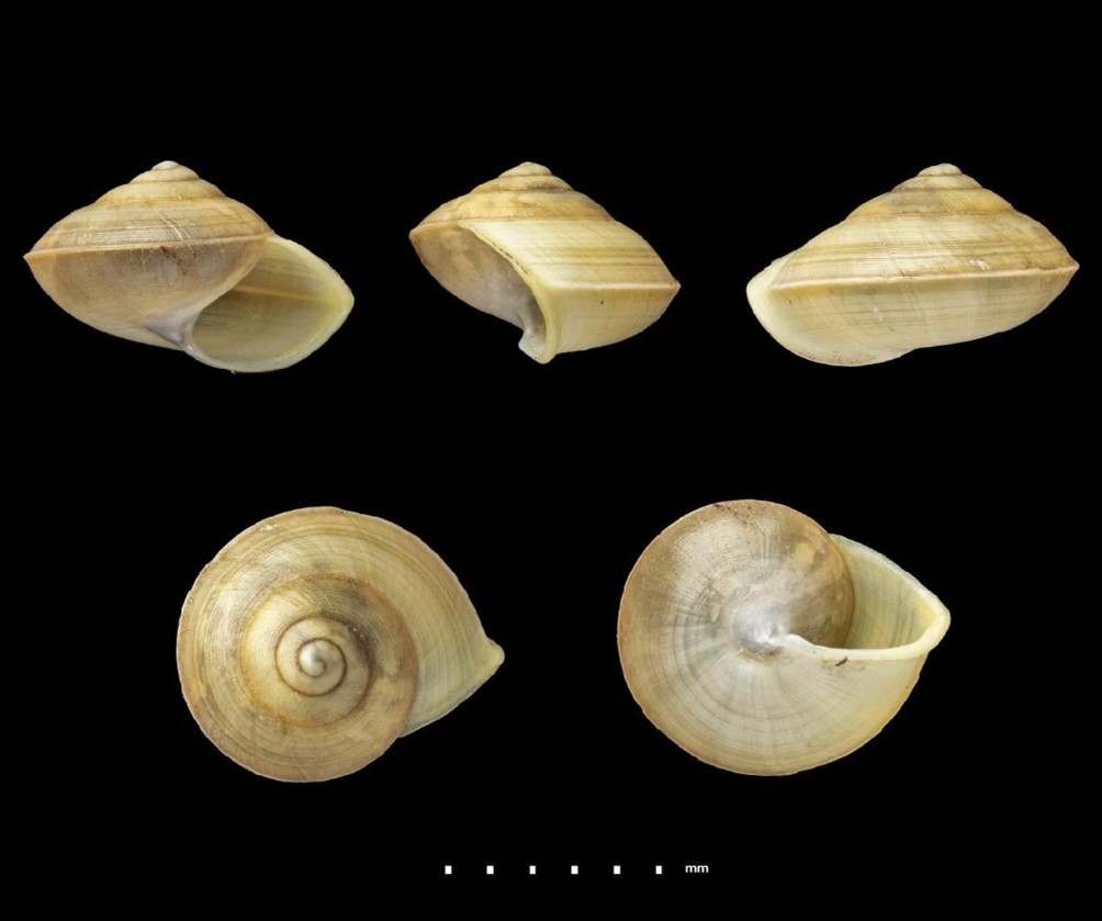 Helicina basifilaris Preston, 1914 > ATUAL Concentrica syngenes (Preston, 1914) Helicina basifilaris Preston, 1914 > ATUAL Concentrica syngenes (Preston, 1914)