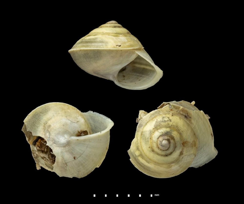 Helicina lacerata Preston, 1914 > ATUAL Concentrica syngenes (Preston, 1914) Helicina lacerata Preston, 1914 > ATUAL Concentrica syngenes (Preston, 1914)