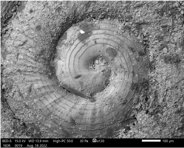 Hirtudiscus excisa (Reeve, 1854) Hirtudiscus excisa (Reeve, 1854)