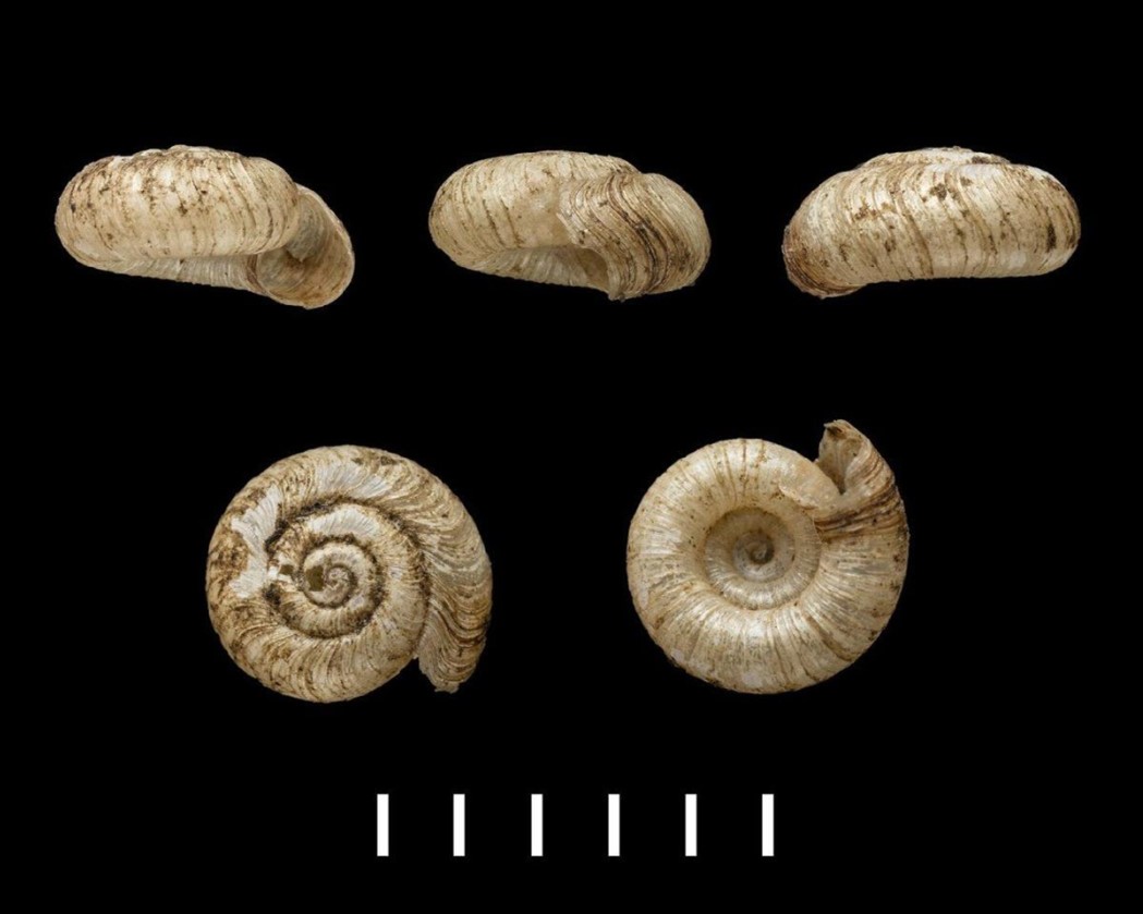 Hirtudiscus excisa (Reeve, 1854) Hirtudiscus excisa (Reeve, 1854)