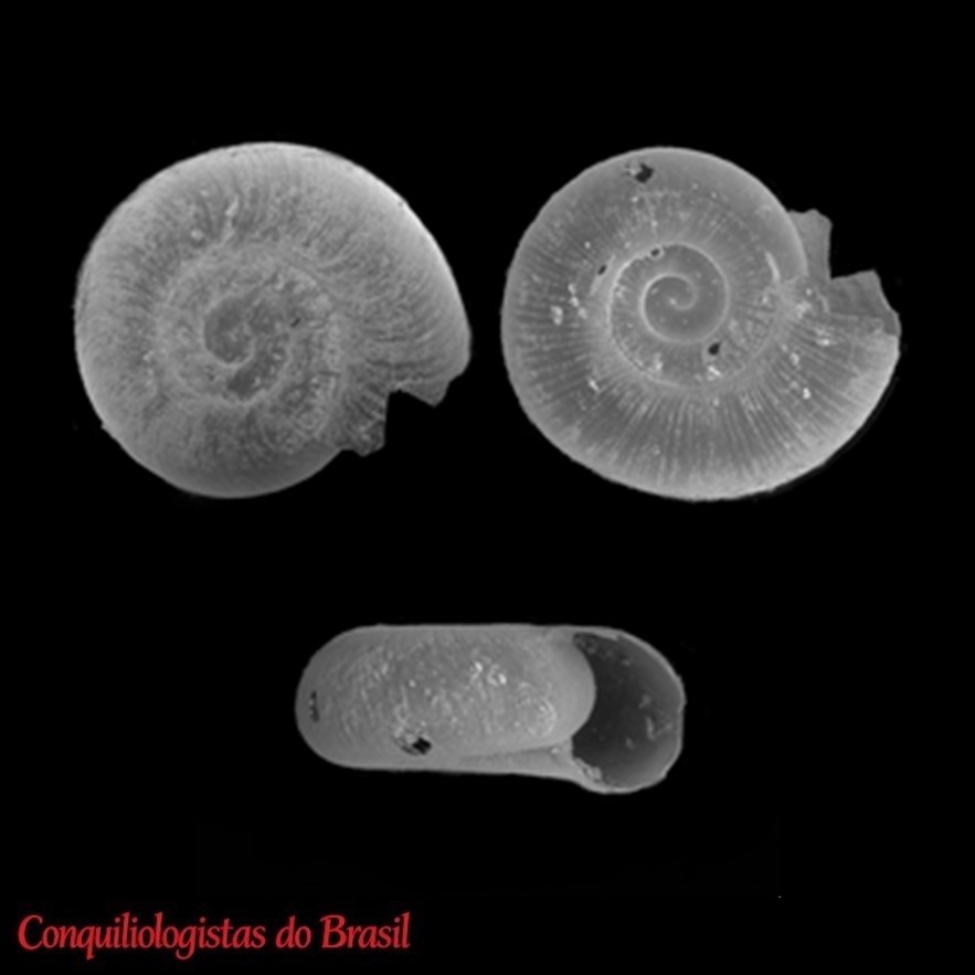 Hirtudiscus hirtus Hylton Scott, 1973