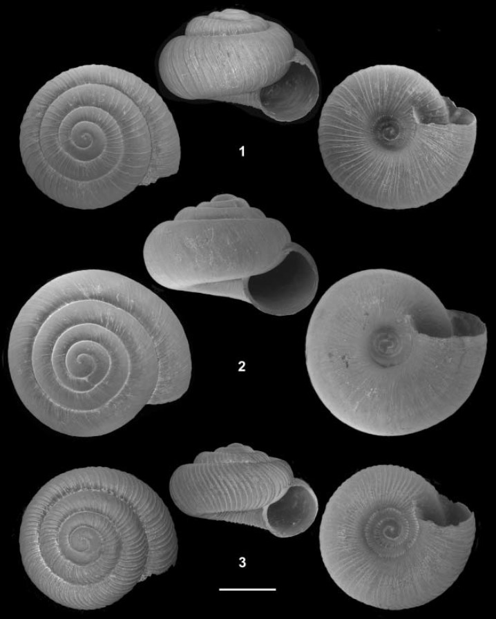 Lilloiconcha laevigata Hausdorf, 2005 Lilloiconcha laevigata Hausdorf, 2005