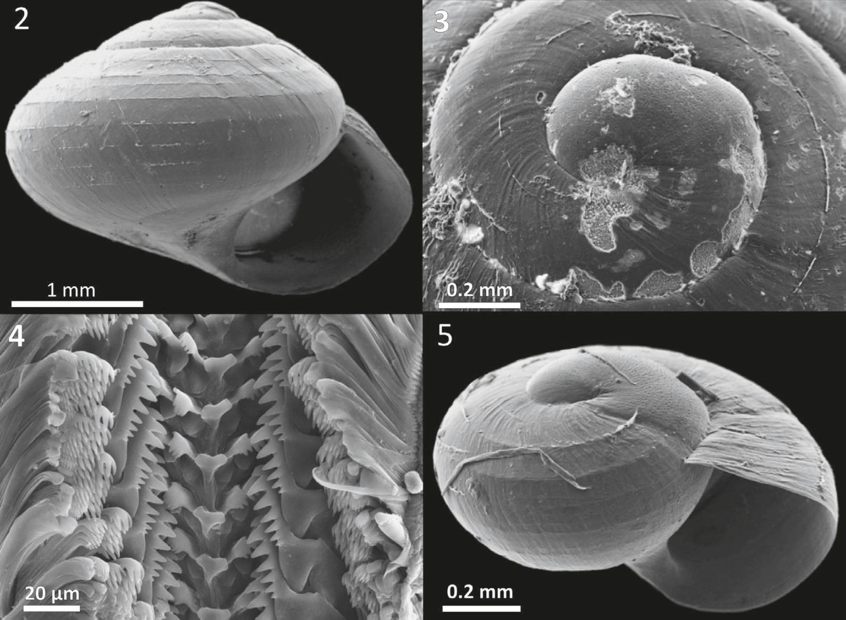 Helicina nesiotica Dall, 1892 Helicina nesiotica Dall, 1892