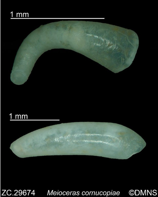 Meioceras cornucopiae P. P. Carpenter, 1859 Meioceras cornucopiae P. P. Carpenter, 1859