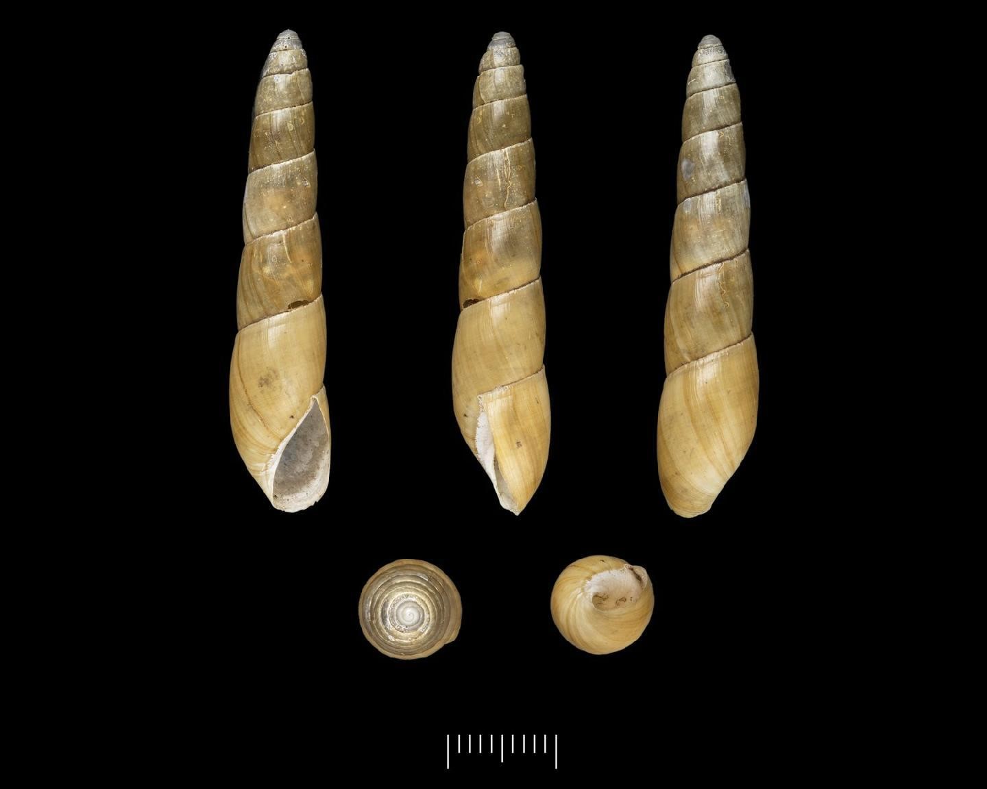 Protobeliscus pairensis (E. T. Higgins, 1872) Protobeliscus pairensis (E. T. Higgins, 1872)