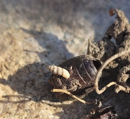 Pupoides minimus (R. A. Philippi, 1860) iNaturalist Pupoides minimus (R. A. Philippi, 1860) iNaturalist