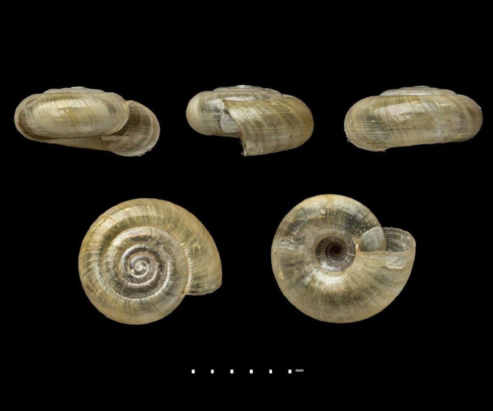 Scolodonta pucayaensis (Preston, 1914) Scolodonta pucayaensis (Preston, 1914)