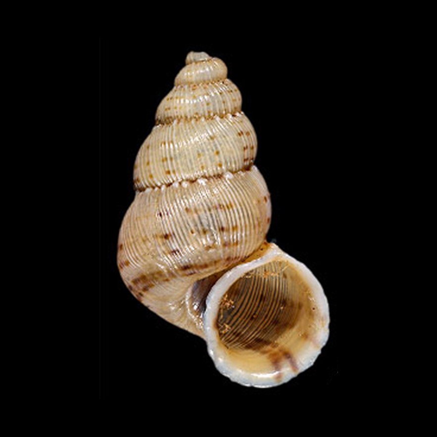 ANNULARIIDAE - AMÉRICA DO SUL