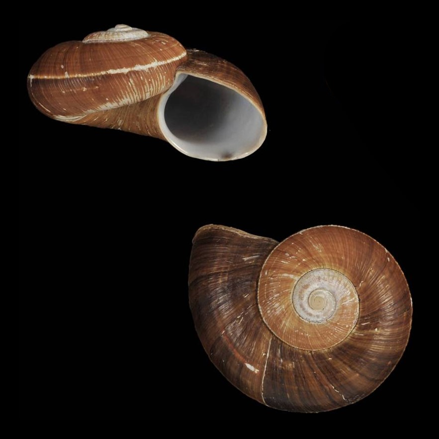 Aperostoma allantayum Bartsch & J. P. E. Morrison, 1942