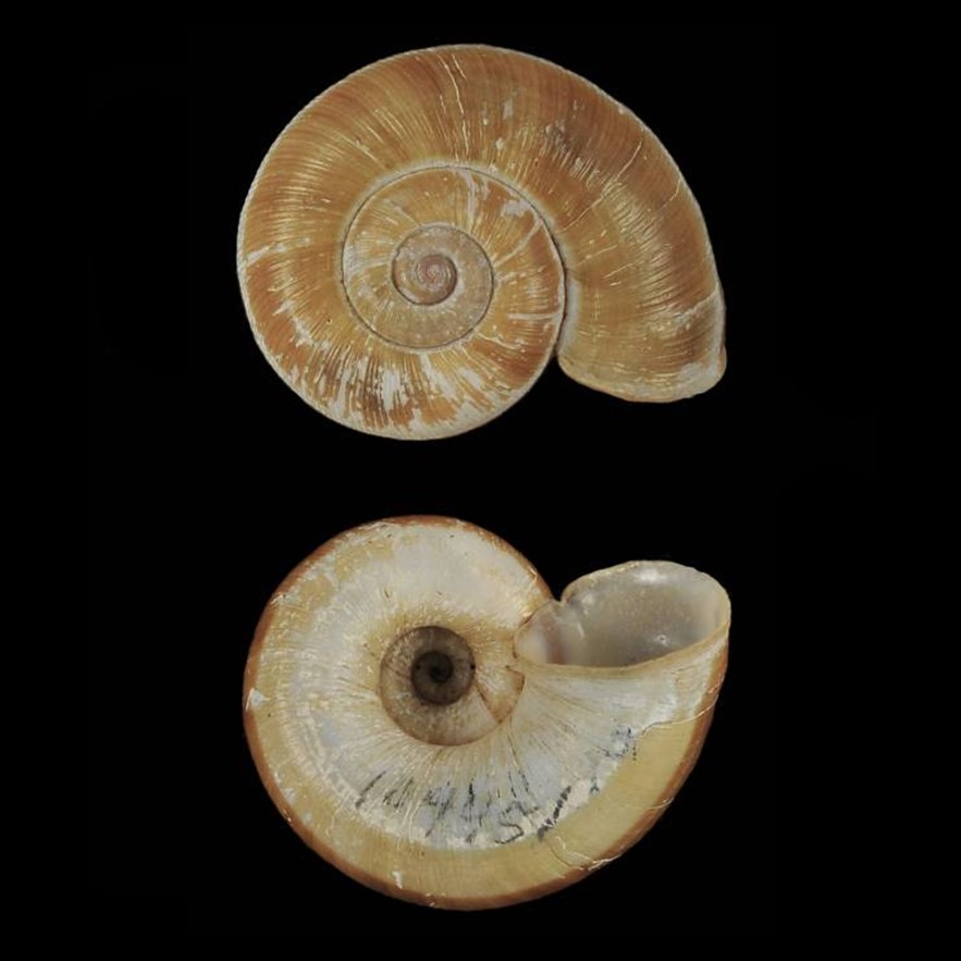 Aperostoma leai Bartsch & J. P. E. Morrison, 1942