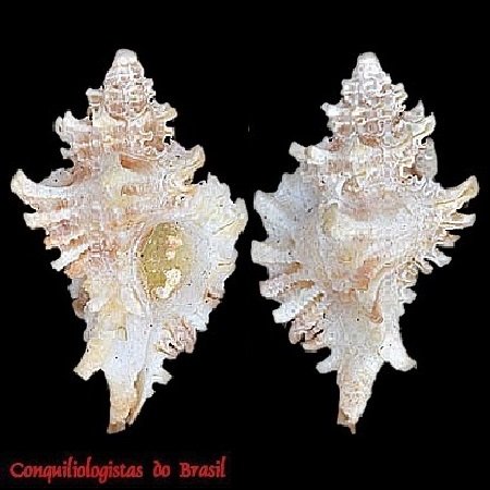Favartia iemanja (Petuch, 1979)