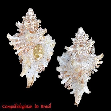 Favartia iemanja (Petuch, 1979)