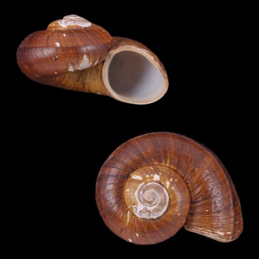 Incidostoma chocolatum J. P. E. Morrison, 1955