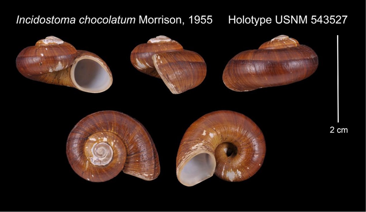 Incidostoma chocolatum J. P. E. Morrison, 1955 Incidostoma chocolatum J. P. E. Morrison, 1955