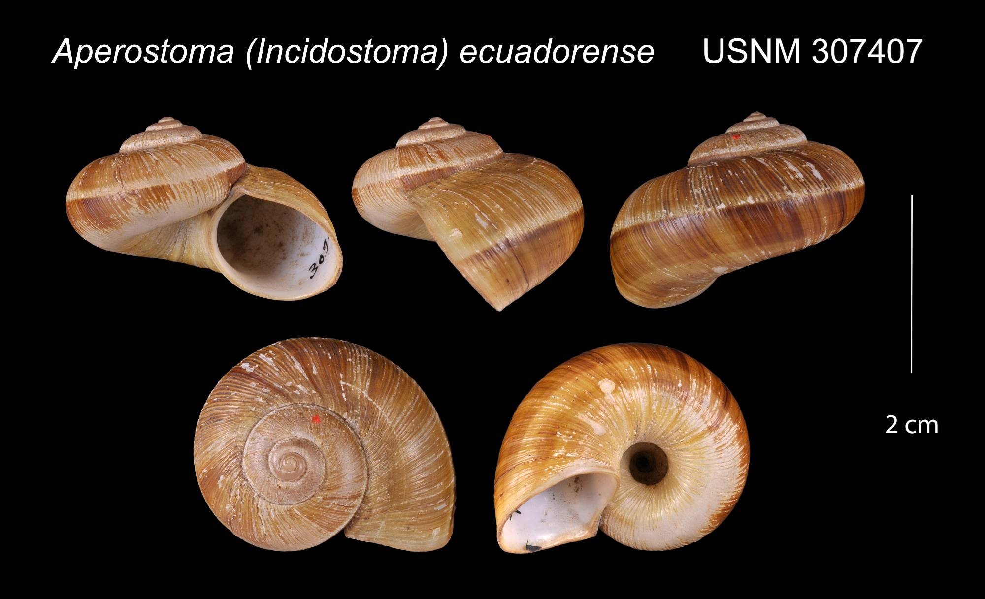 Aperostoma (Aperostoma) ecuadorense Bartsch & J. P. E. Morrison, 1942, atual Incidostoma ecuadorense (Bartsch & J. P. E. Morrison, 1942) Aperostoma (Aperostoma) ecuadorense Bartsch & J. P. E. Morrison, 1942 atual Incidostoma ecuadorense (Bartsch & J. P. E. Morrison, 1942)