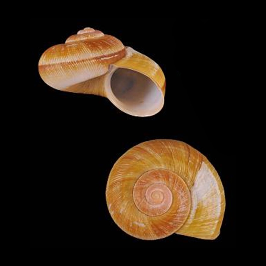 Incidostoma ecuadorense (Bartsch & J. P. E. Morrison, 1942)