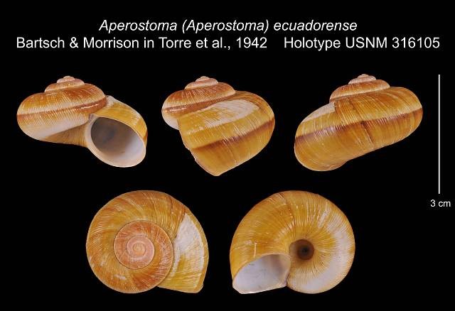 Incidostoma ecuadorense (Bartsch & J. P. E. Morrison, 1942) Incidostoma ecuadorense (Bartsch & J. P. E. Morrison, 1942)