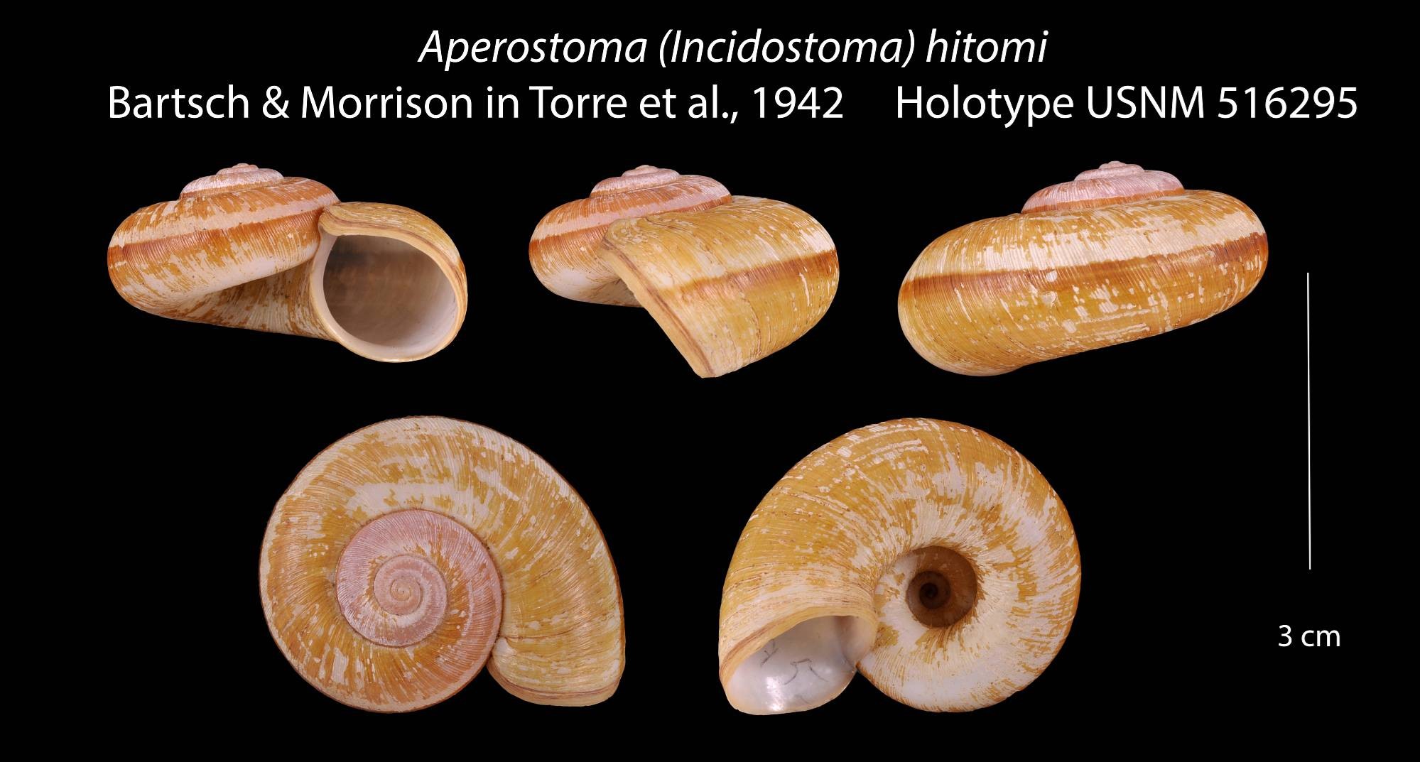Incidostoma hitomi (Bartsch & J. P. E. Morrison, 1942) Incidostoma hitomi (Bartsch & J. P. E. Morrison, 1942)