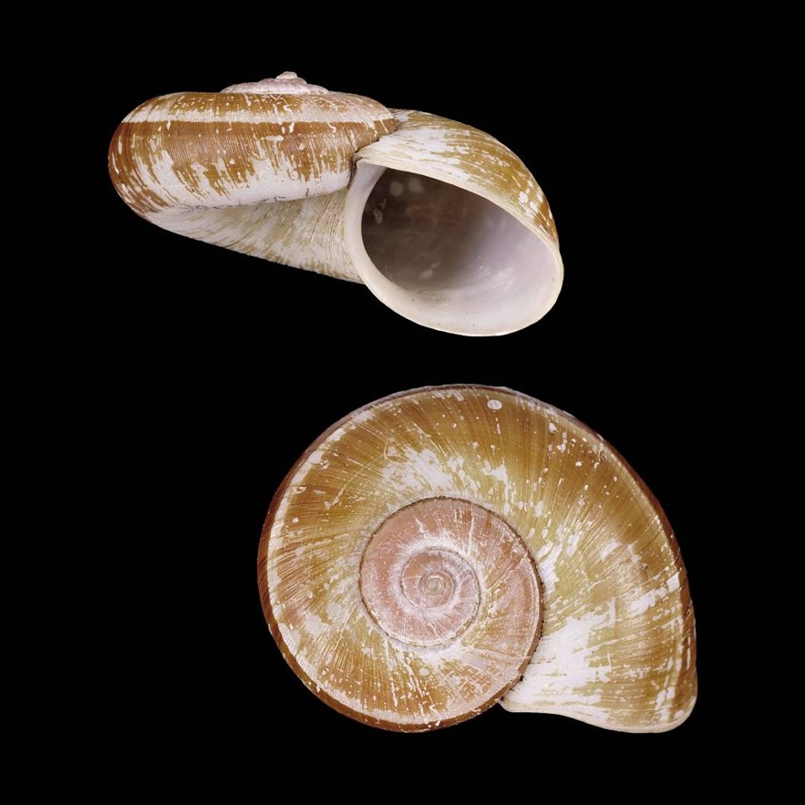 Incidostoma manabense (Bartsch & J. P. E. Morrison, 1942)