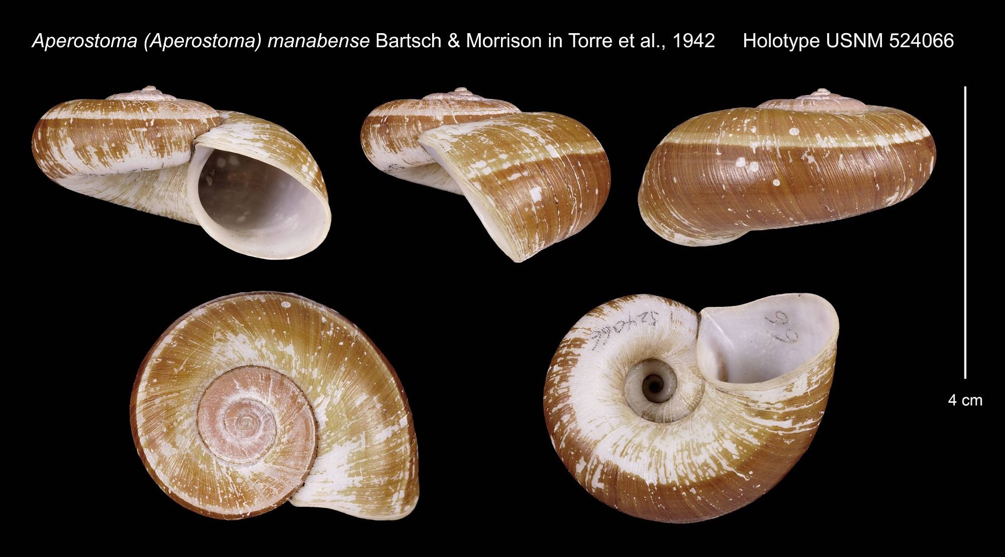 Incidostoma manabense (Bartsch & J. P. E. Morrison, 1942) Incidostoma manabense (Bartsch & J. P. E. Morrison, 1942)