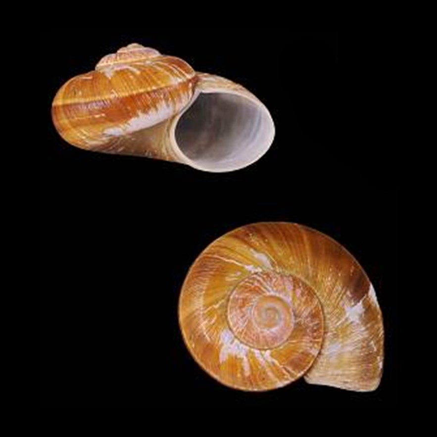 Incidostoma masvense (Bartsch & J. P. E. Morrison, 1942)