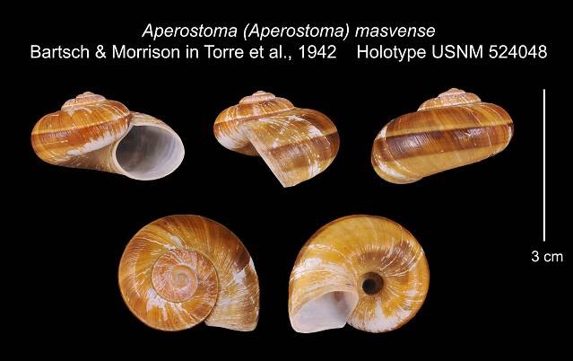 Incidostoma masvense (Bartsch & J. P. E. Morrison, 1942) Incidostoma masvense (Bartsch & J. P. E. Morrison, 1942)
