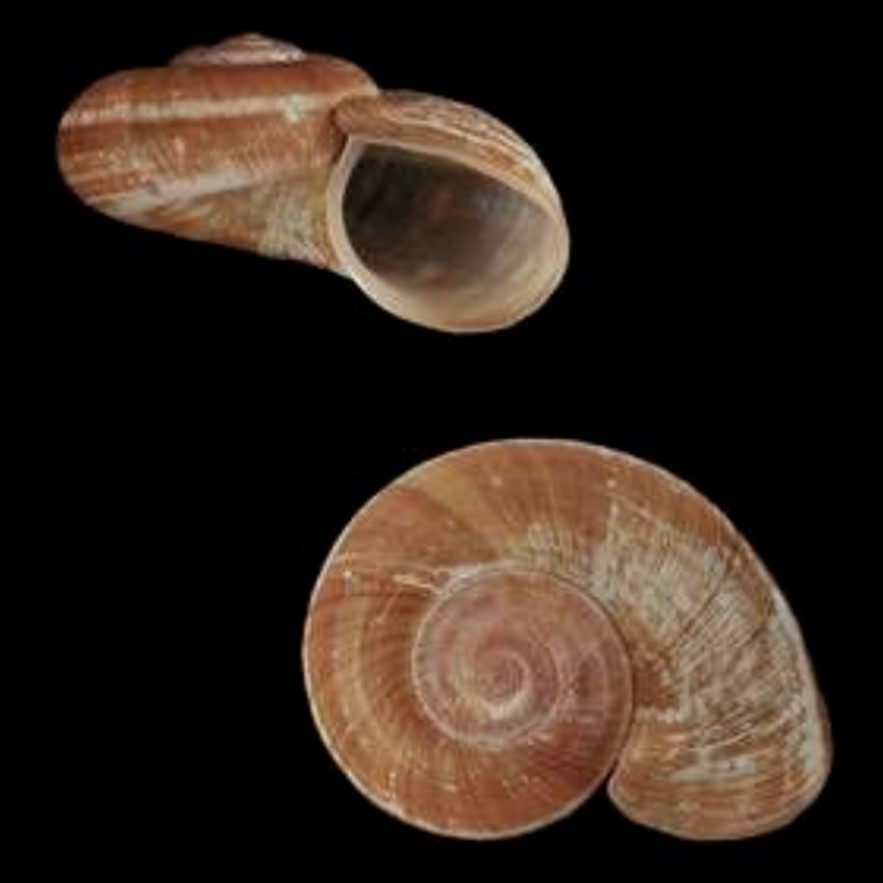 Incidostoma pizarroi (Bartsch & J. P. E. Morrison, 1942)