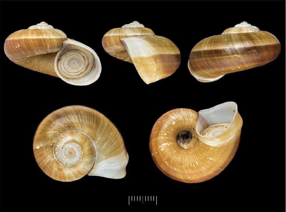 Incidostoma quitense (L. Pfeiffer, 1852) Incidostoma quitense (L. Pfeiffer, 1852)