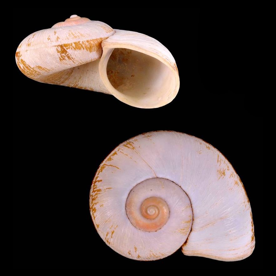 Incidostoma salengoense (Bartsch & J. P. E. Morrison, 1942)